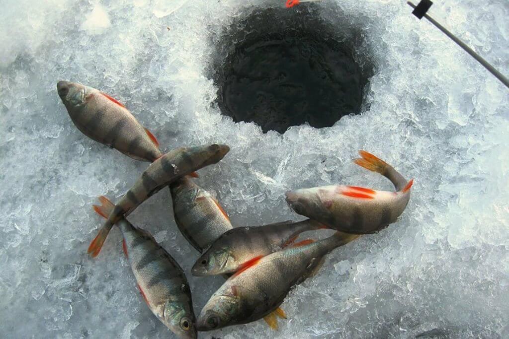 Как правильно прикармливать рыбу зимой