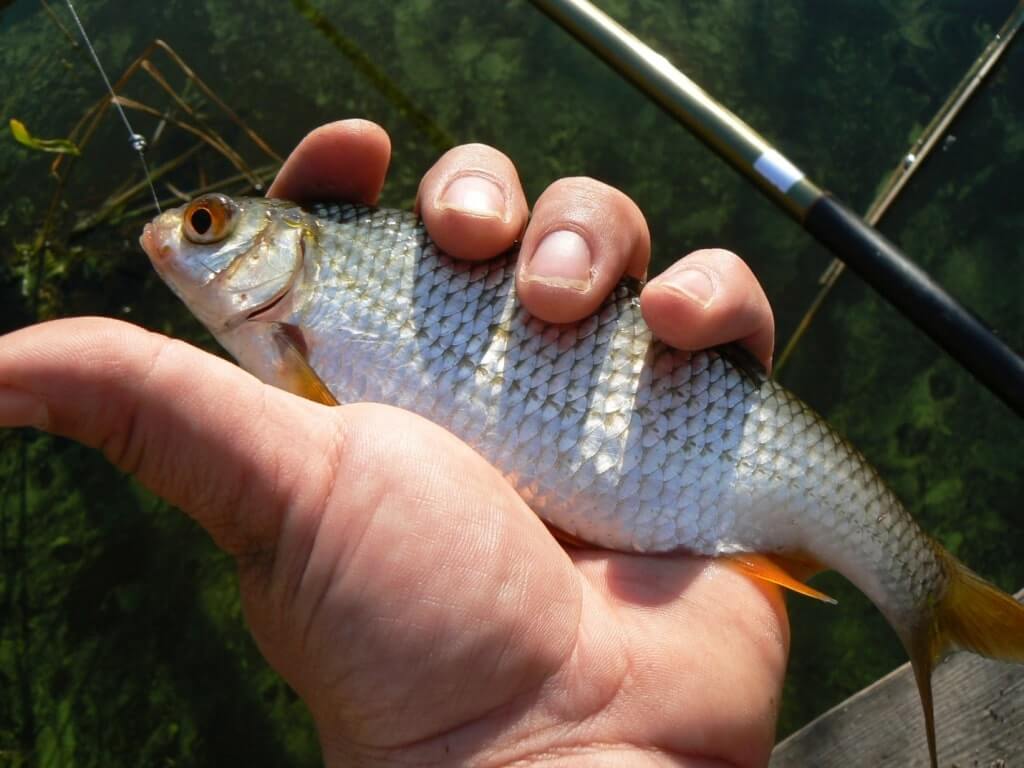 Апрельская рыбалка на поплавочную: как поймать плотву?
