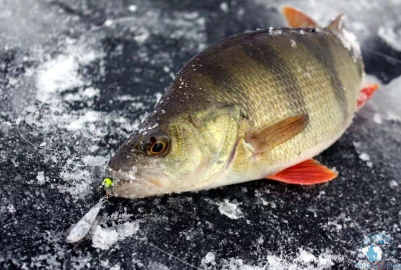 На что ловят зимой рыбу приманки - полезная информация