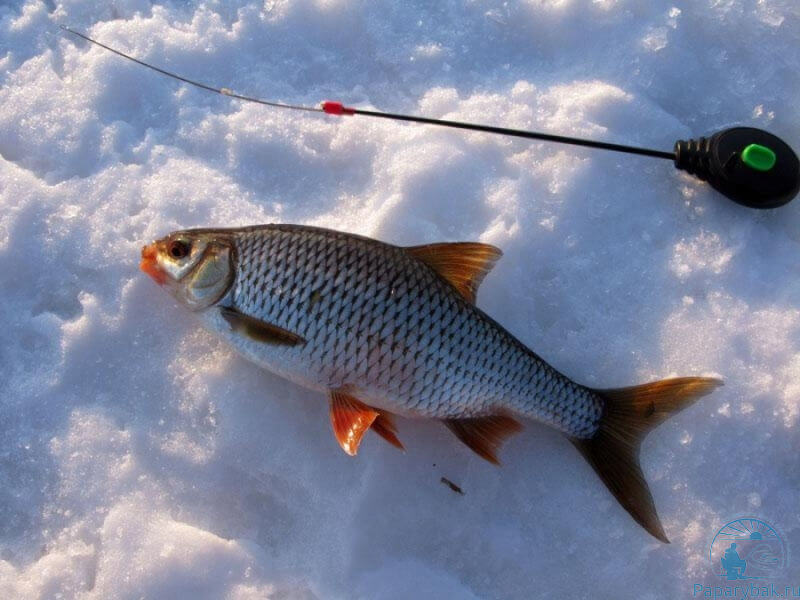 Рыбалка зимой на мормышку с мотылем: секреты успешного лова