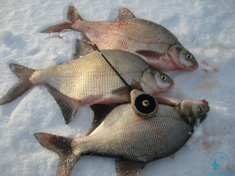 Уловистые мормышки на леща зимой -  полезные советы от опытных рыбаков