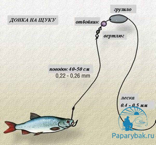 Донка на щуку на живца: правила и секреты удачной рыбалки