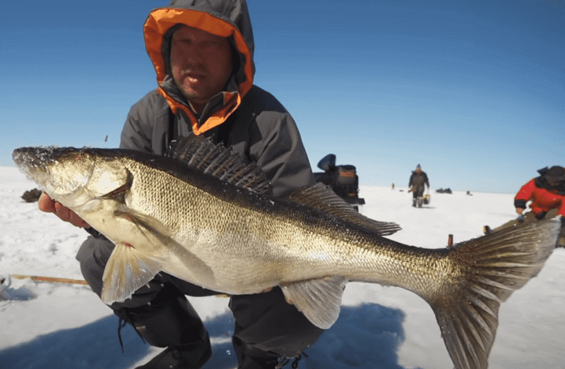 Видео зимняя рыбалка на судака