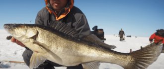 Видео ловли судака со льда